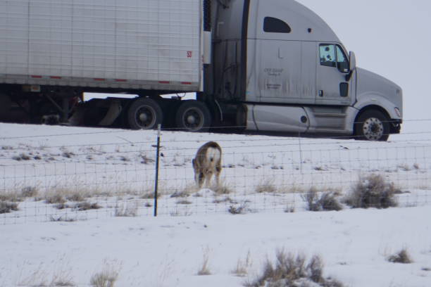 Deer On Roadside in broad daylight in Wyoming near the interstate stock photo
