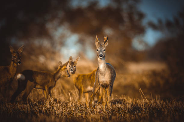 Deer Wild Deer roe deer stock pictures, royalty-free photos & images