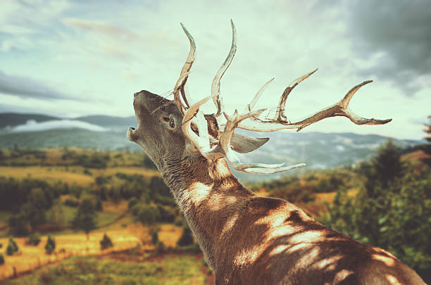 Deer roaring Close up of a deer roaring, with mountain landscape blurred in front of him. rutting stock pictures, royalty-free photos & images