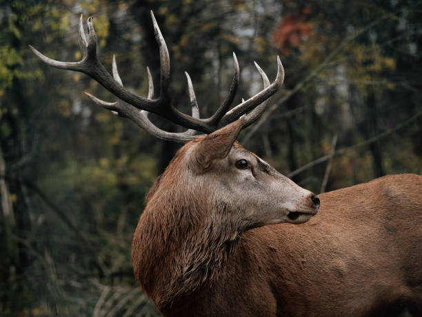 Deer stag portrait in the woods. stock photo