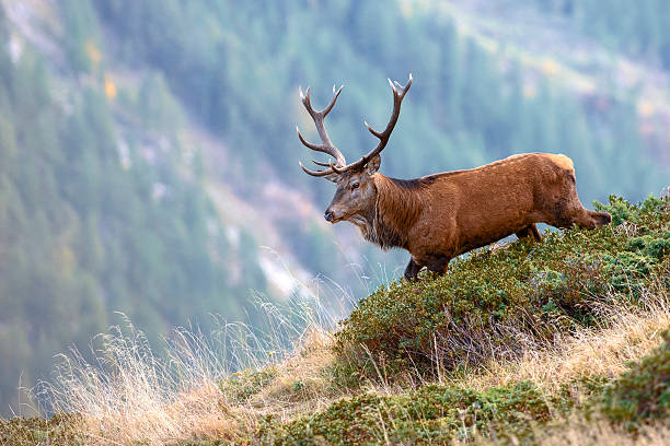 deer walking on a mountain top a deer, foraging for food, is preparing for the roaring rutting stock pictures, royalty-free photos & images