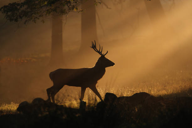 Deer walking through sunbeams stock photo