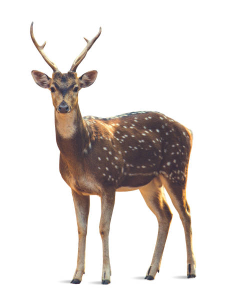 Deer with white background A deer in standing position with white background deer stock pictures, royalty-free photos & images