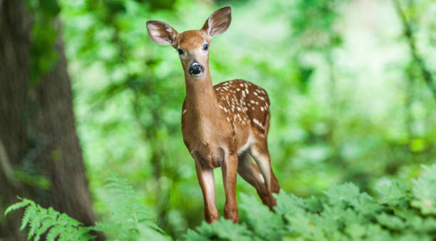 Deer Woods stock photo