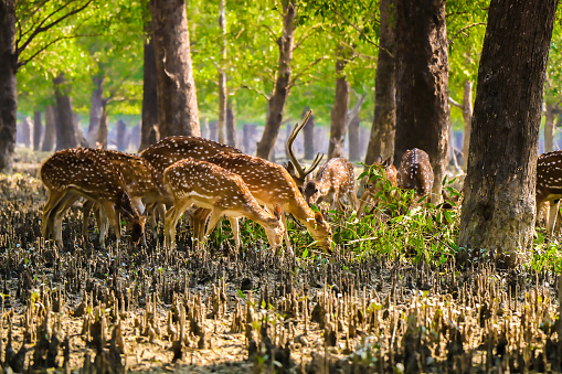 Sundarban Tourism