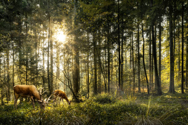 deers in forest - jagende dieren stockfoto's en -beelden