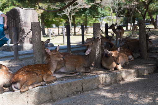Deers in the forest in Nara park, Japan