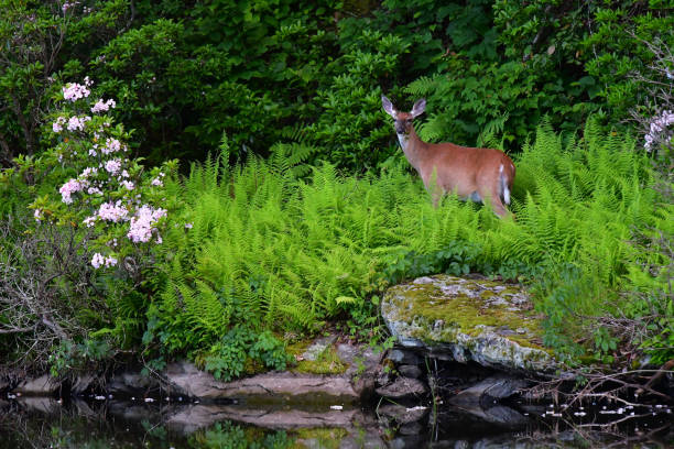 A deer's world stock photo