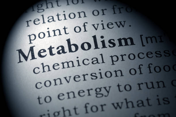 definizione di metabolismo - metabolismo foto e immagini stock