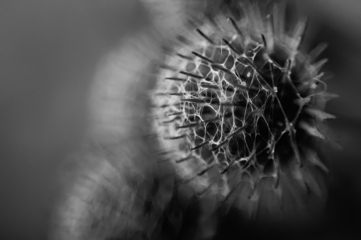 Defocus globe gray Thistle flowers grass wild. Black and white. BW photo. Globe-Thistle Flower. Coronavirus molecule. Virus, bacteria. Metaphor and symbol. Biological research. Out of focus.