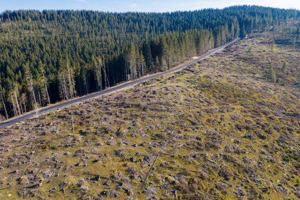 Deforestation aerial drone shot stock photo