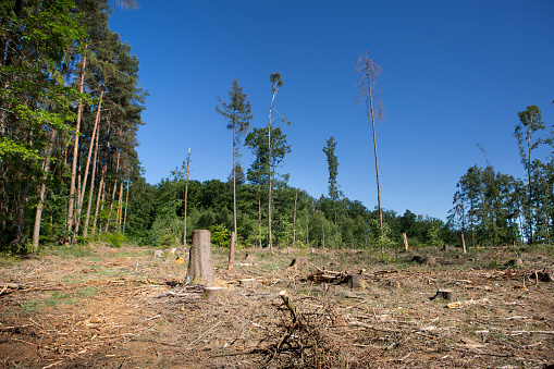 Deforestation, dead trees and forest dieback