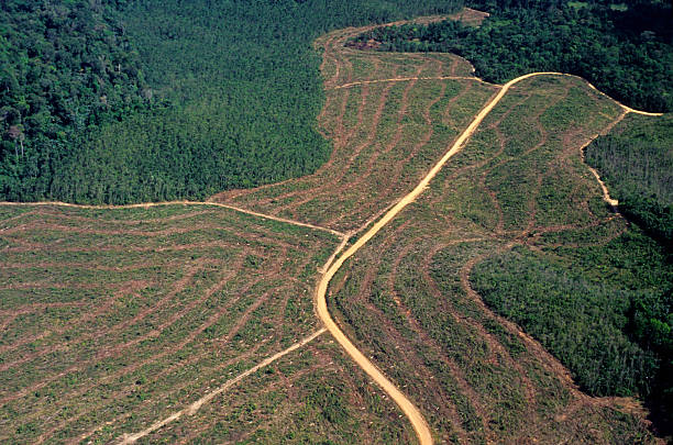 desmatamento na amazônia - co2 lavoura - fotografias e filmes do acervo