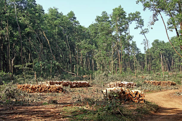 recent case study on deforestation in india