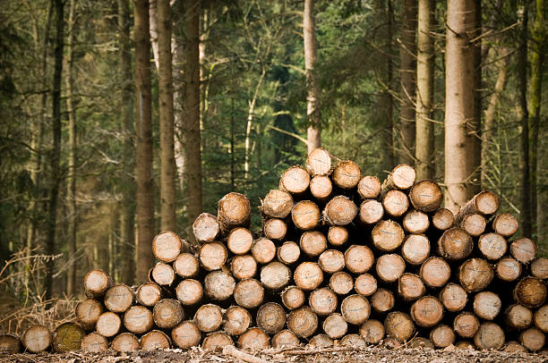 Deforestation tree trunks Deforestation. Freshly chopped tree trunks. Copyspace upper left corner. lumber stock pictures, royalty-free photos & images