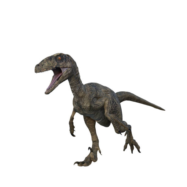 Deinonychus dinosaur running. 3D illustration isolated on white background. stock photo