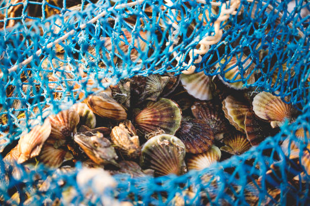 Delicacies fresh scallop mussel at fishing net stock photo