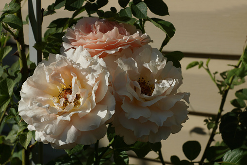 Delicate cream roses bloom in the garden. Rose flower Polka. Lovely double roses near the house.