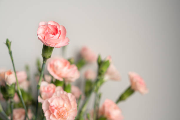 Delicate light pink carnation flowers on a light gray background stock photo