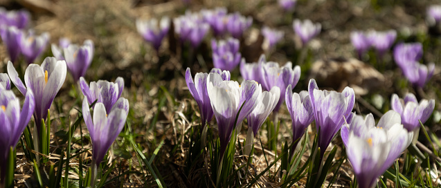 delicate lilac crocuses in a clearing backlit banner. High quality photo