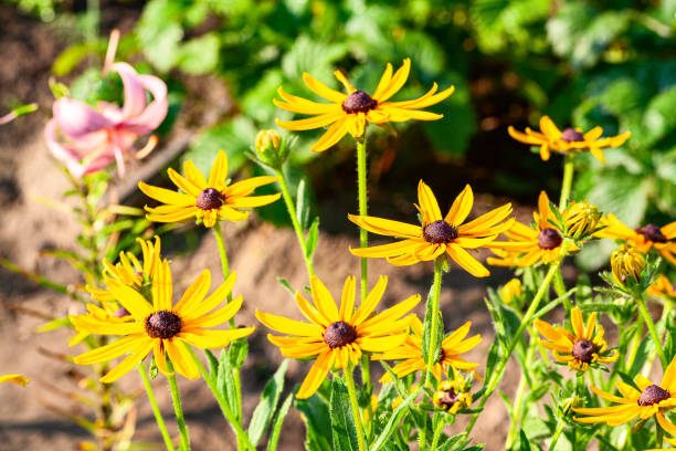 Delicate lily and sunny rudbeckia - a picturesque composition for a garden flower bed stock photo