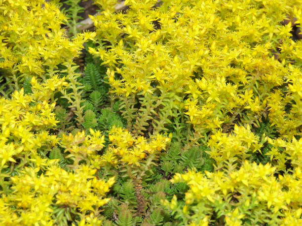 Delicate silvery green leaves and star-shaped yellow flowers of a Sedum Acre Aurea stock photo