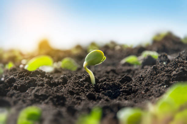 Delicate tiny sprout of a soybean plant on an agricultural field. The plant reaches for the sun in the morning rays. Delicate tiny sprout of a soybean plant on an agricultural field. The plant reaches for the sun in the morning rays. cultivated stock pictures, royalty-free photos & images