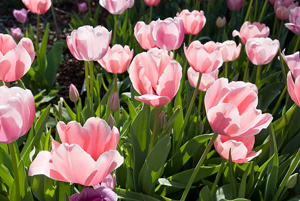 Delicate Tulips Pink tulips in morning sun at Dallas Arboretum. arboretum stock pictures, royalty-free photos & images