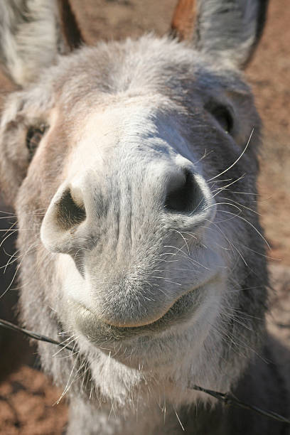 democrat Happy Donkey donkey photos stock pictures, royalty-free photos & images