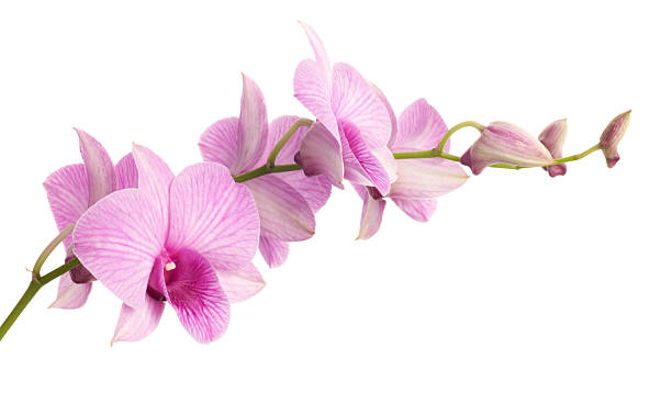 dendrobium orchid isolated on white background. Super clean white...