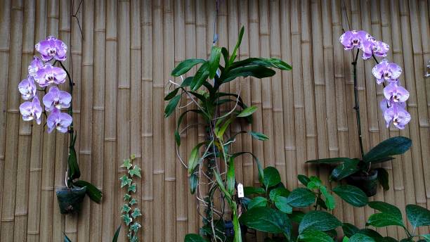 Dendrobium phalaenopsis hanging on a bamboo wall Dendrobium phalaenopsis hanging on a bamboo wall. Larat orchids have two names in common, namely Vappodes phalaenopsis and Dendrobium bigibbum orchid bloom stock pictures, royalty-free photos & images