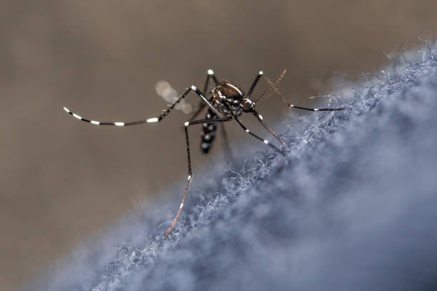 Dengue Mosquito stock photo