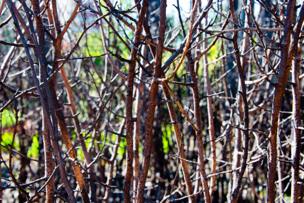 dense autumnal thorn thicket closeup of dense autumnal thorn thicket copse stock pictures, royalty-free photos & images