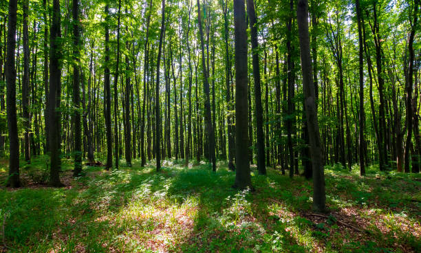 dense beech forest with tall trees dense beech forest with tall trees. beautiful nature background copse stock pictures, royalty-free photos & images