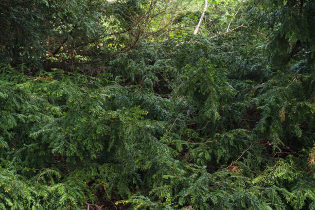 dense natural wall of taxus baccata branches dense natural wall of taxus baccata branches yew lake stock pictures, royalty-free photos & images