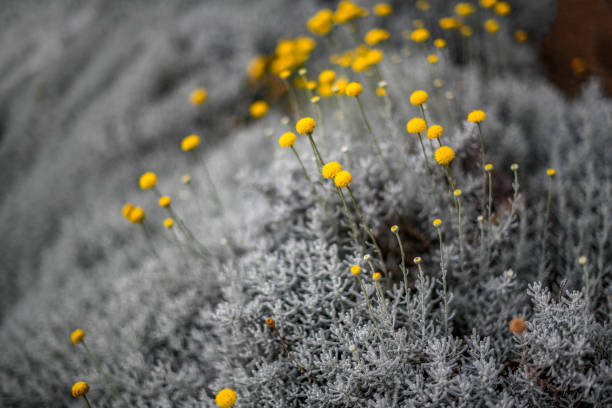 Dense silver grey bush of Cotton Lavender with a display of small button-like yellow flowers perched on stems above the foliage. stock photo