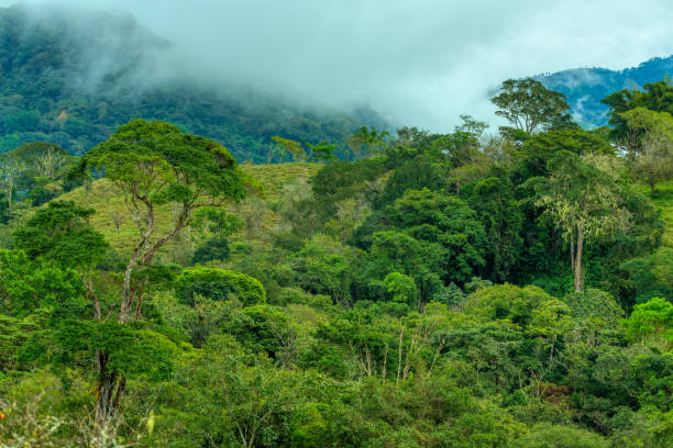 Dense Tropical Rain Forest, Costa rica stock photo