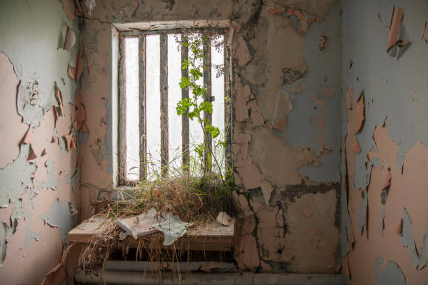 Derelict prison Weeds growing inside a prison cell at an abandoned prison. strangford lough stock pictures, royalty-free photos & images