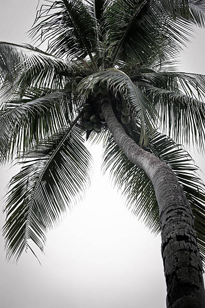 Desaturated Palm Tree stock photo