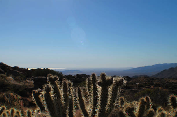 Desert Cactus Landscape stock photo