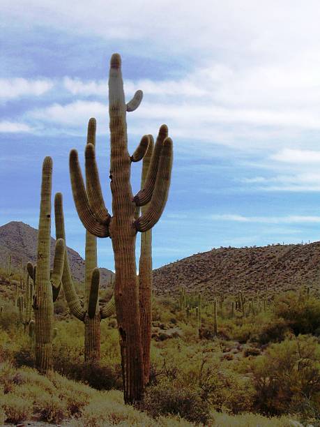 Desert Cactus stock photo