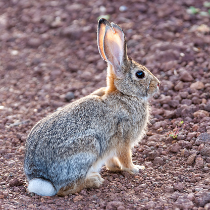 The Desert Cottontail (Sylvilagus audubonii) is a rabbit native to the American southwest from western Texas north to eastern Montana, and in northern and central Mexico.  The cottontail gets its name from the grayish-brown tufted tail.  The desert cottontail’s diet consists mainly of forbs and grasses.  It can also eat many other plants including cacti.  They can be seen foraging for their food in the early morning and evening.  Since they get most of their water from plants or dew, they rarely need to drink.  On windy days they remain in their burrows because the wind interferes with their ability to hear predators.  Cottontails use burrows created by other mammals to give birth to their young.  This desert cottontail was photographed near Walnut Canyon Lakes in Flagstaff, Arizona, USA.