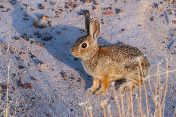 Desert Cottontail Rabbit The Desert Cottontail (Sylvilagus audubonii) is a rabbit native to the American southwest from western Texas north to eastern Montana, and in northern and central Mexico.  The cottontail gets its name from the grayish-brown tufted tail.  The desert cottontail’s diet consists mainly of forbs and grasses.  It can also eat many other plants including cacti.  They can be seen foraging for their food in the early morning and evening.  Since they get most of their water from plants or dew, they rarely need to drink.  On windy days they remain in their burrows because the wind interferes with their ability to hear predators.  Cottontails use burrows created by other mammals to give birth to their young.  This desert cottontail was photographed by the Agate House Trail in Petrified Forest National Park near Holbrook, Arizona, USA. jeff goulden route 66 stock pictures, royalty-free photos & images