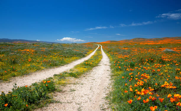 Desert dirt road through field of California Golden Poppies in the high desert of southern California USA stock photo