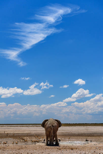 Desert elephant rear view stock photo
