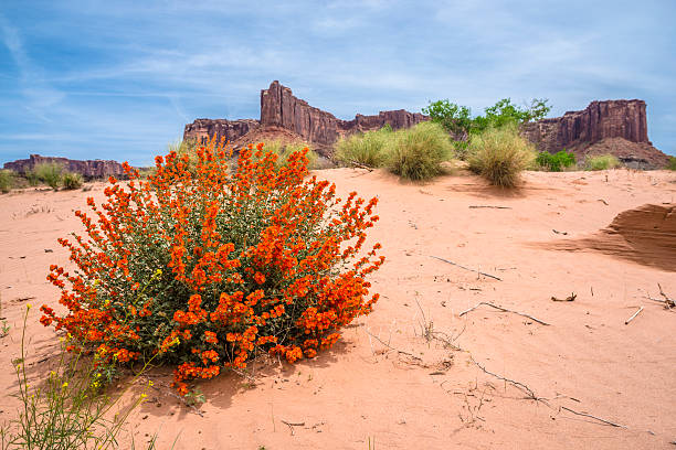 Desert flowers and Ant hills White Rim Road Moab Utah stock photo