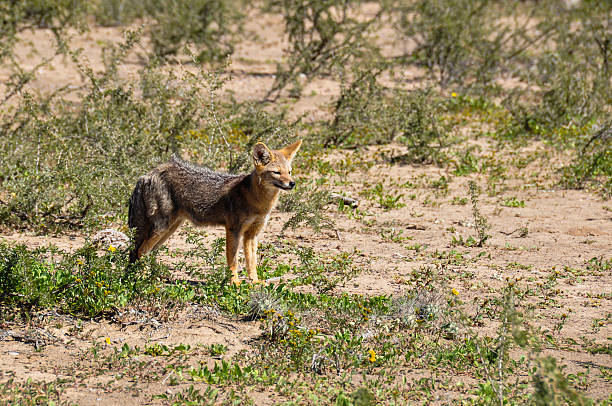 Desert fox in Valle de la Luna, Argentina stock photo