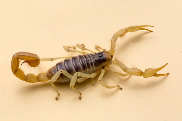 Desert Giant Harry Scorpion stock photo