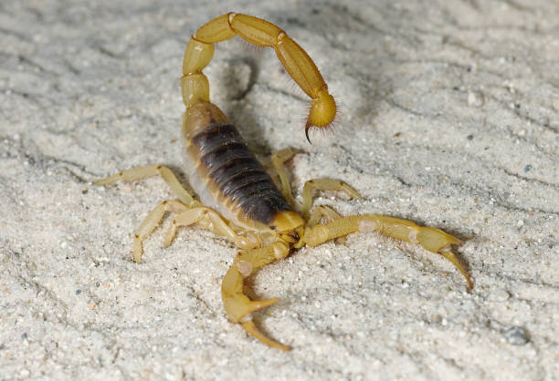 wüste behaarte scorpion auf sand - skorpion stock-fotos und bilder