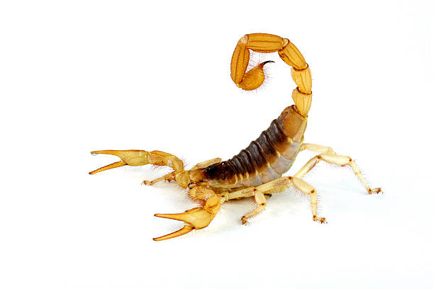 wüste behaarte scorpion. - skorpion stock-fotos und bilder